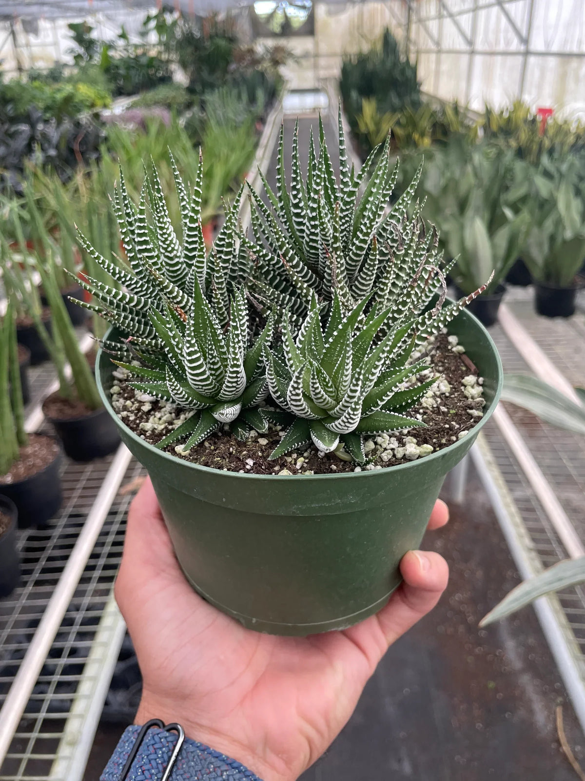 Zebra Haworthia