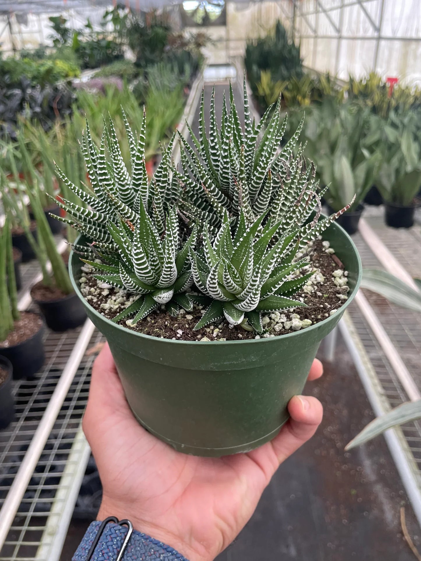 Zebra Haworthia