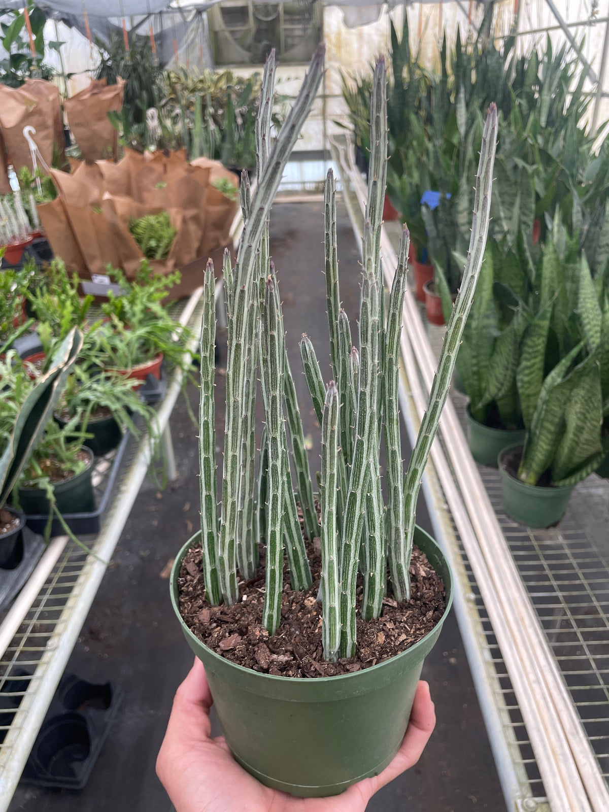 Pickle Plant