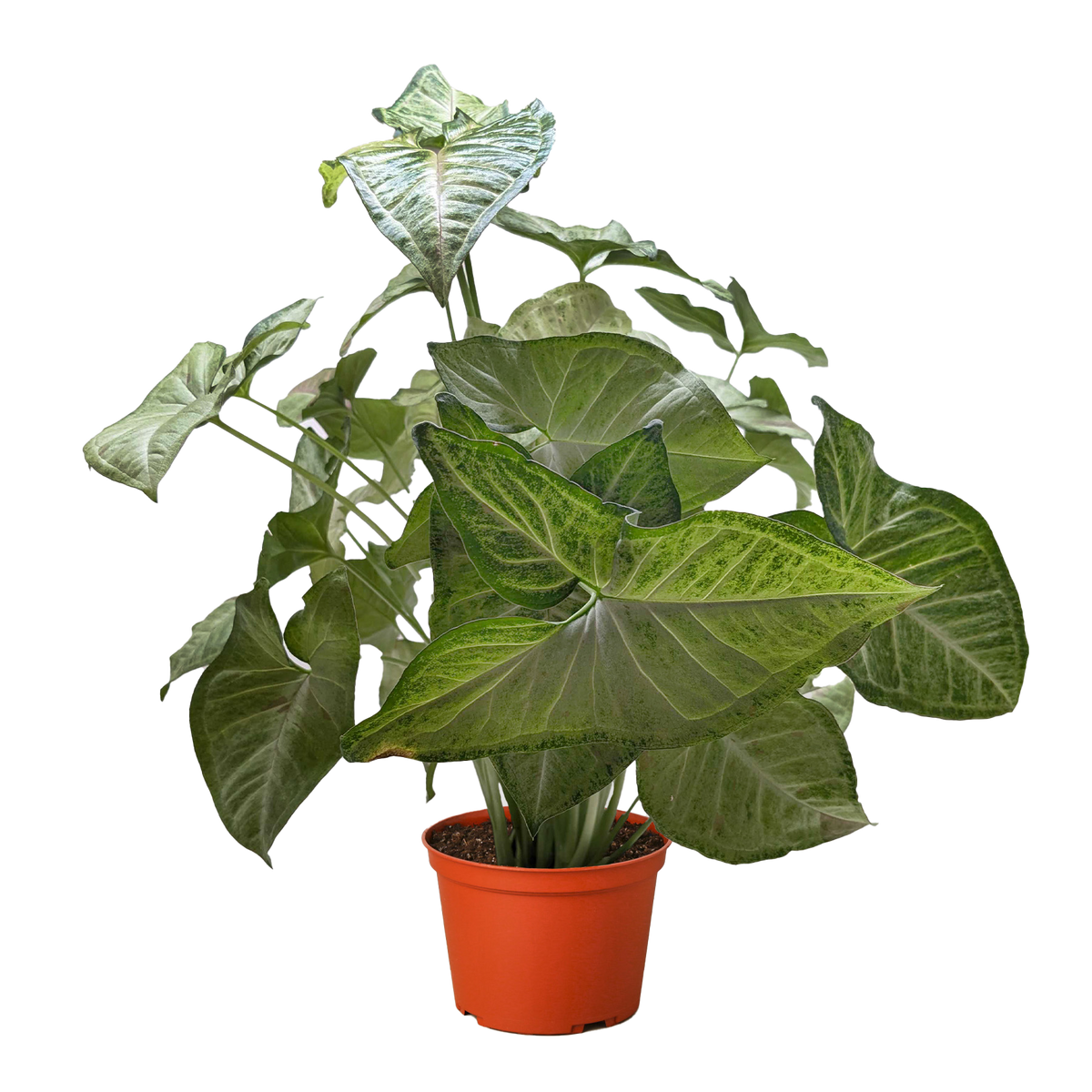Arrowhead plant 'Confetti'