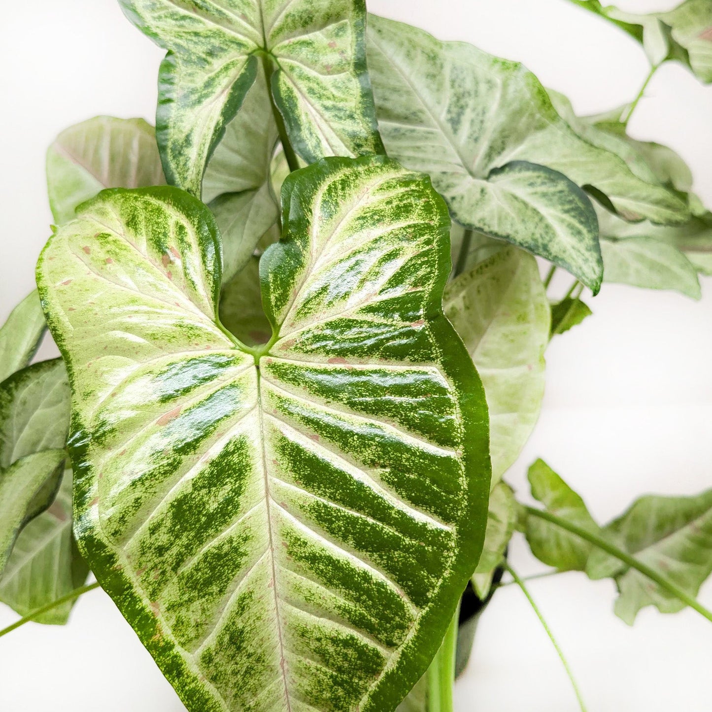 Arrowhead plant 'Confetti'