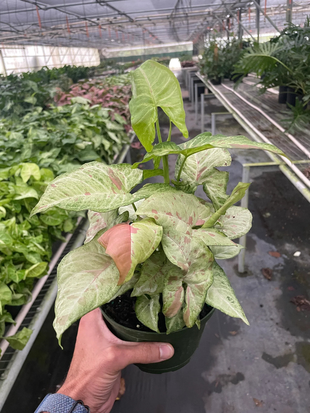 Arrowhead plant 'Confetti'
