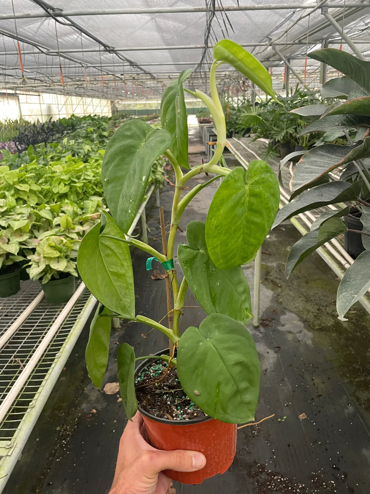 Syngonium 'Frosted Heart'