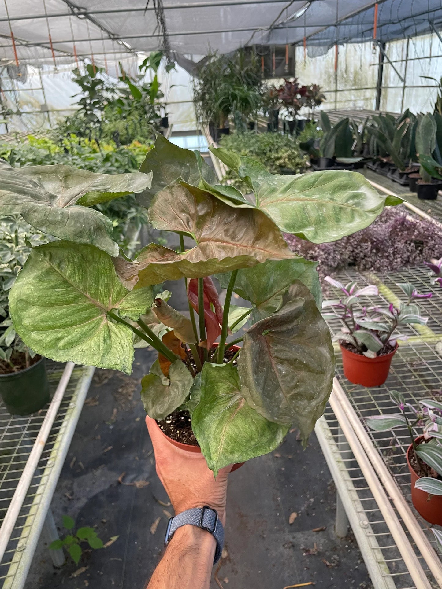 Arrowhead plant 'Merry'