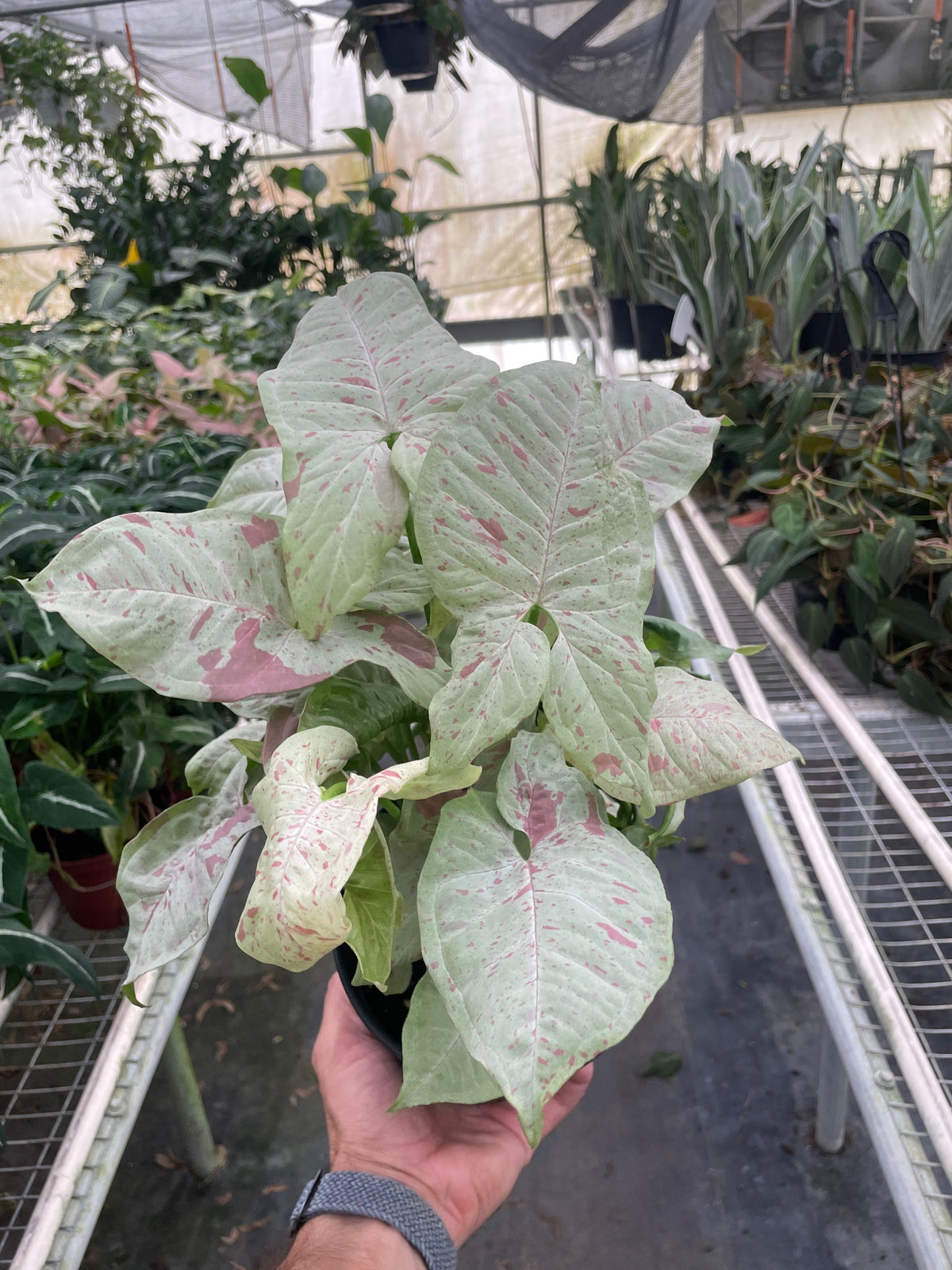 Arrowhead plant 'Milk Confetti'