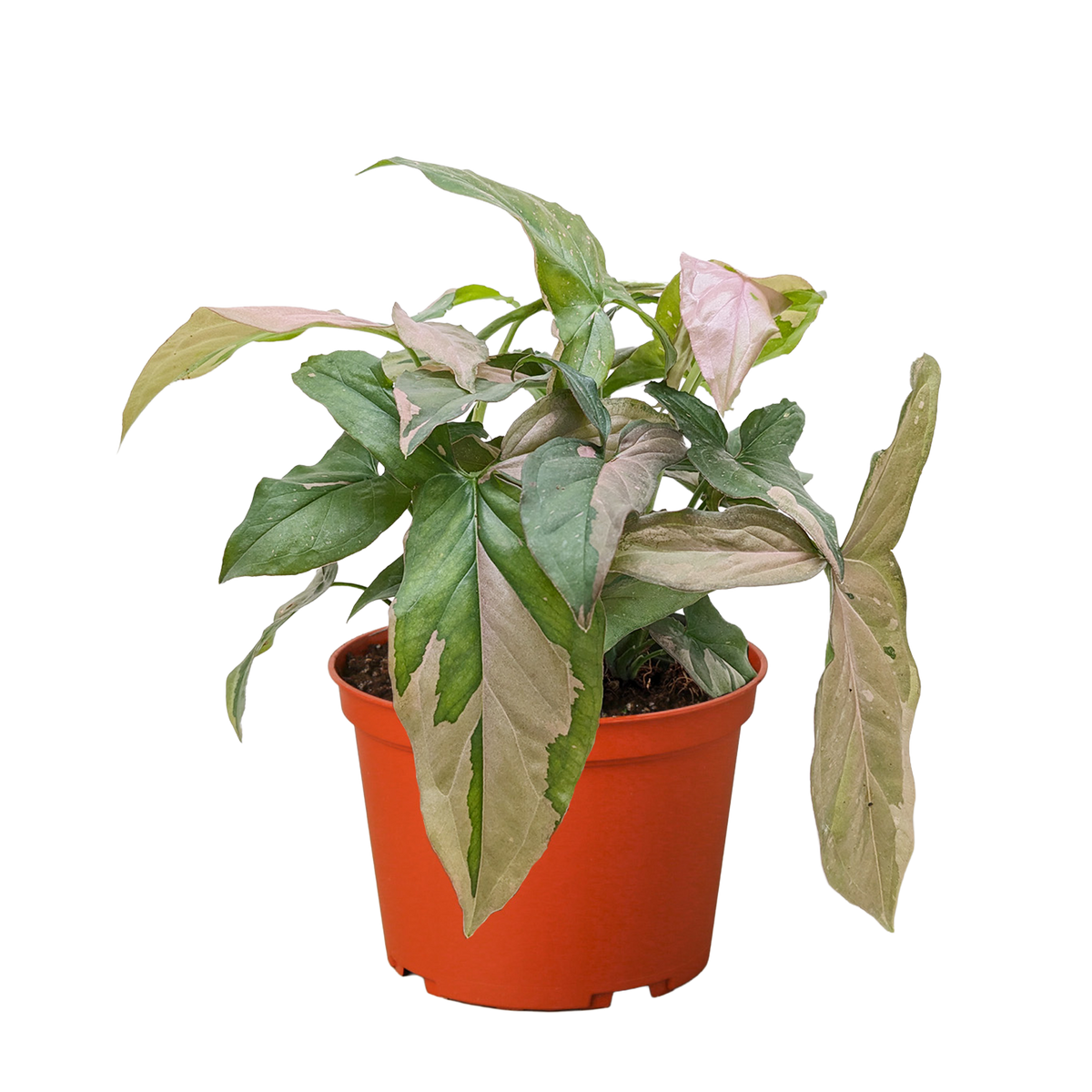 Arrowhead plant 'Pink Splash'