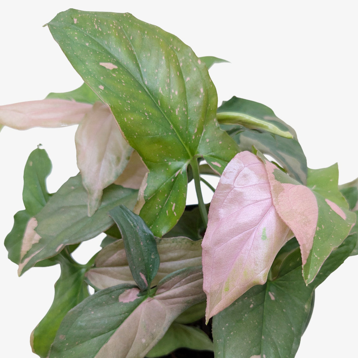 Arrowhead plant 'Pink Splash'