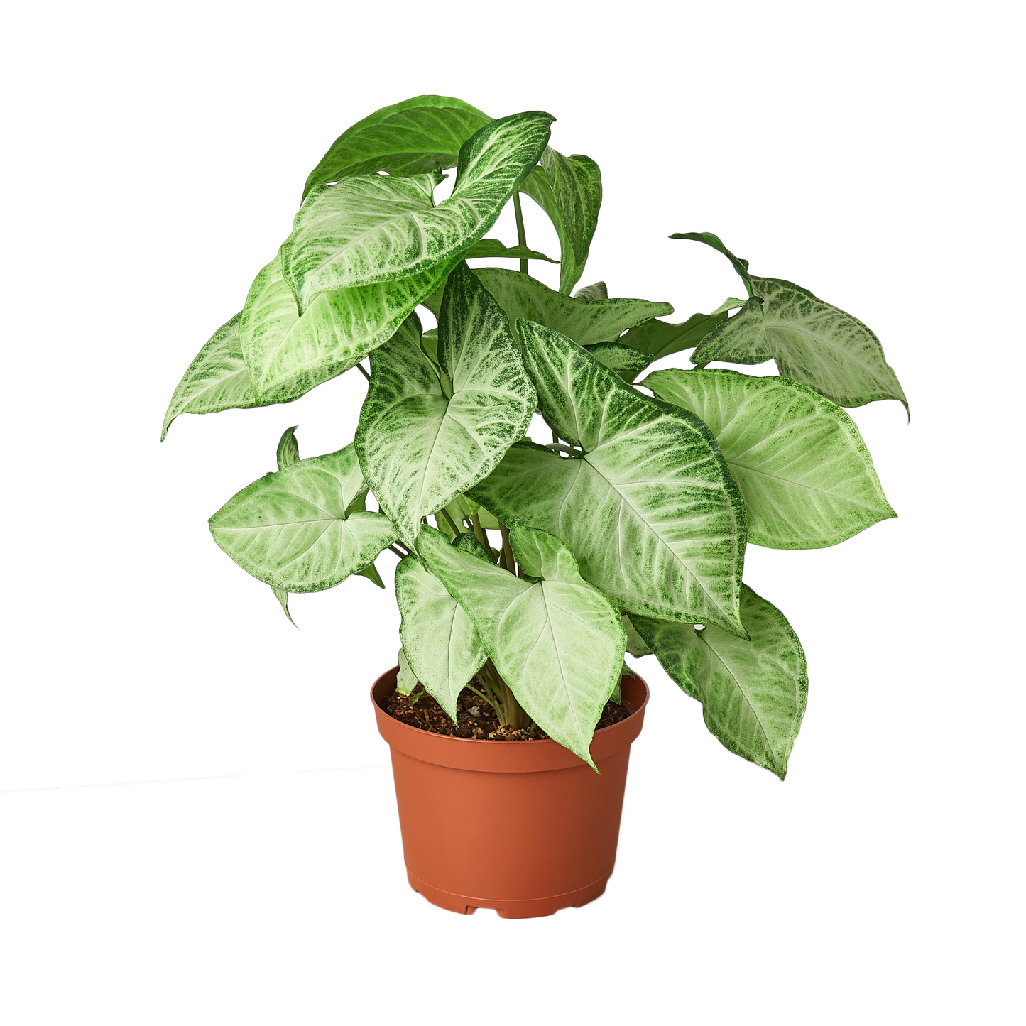 Arrowhead plant 'White Butterfly'