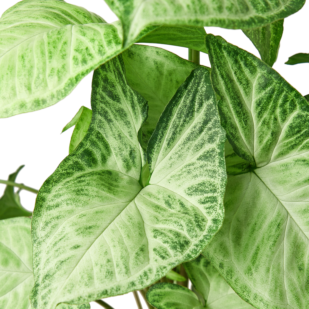 Arrowhead plant 'White Butterfly'