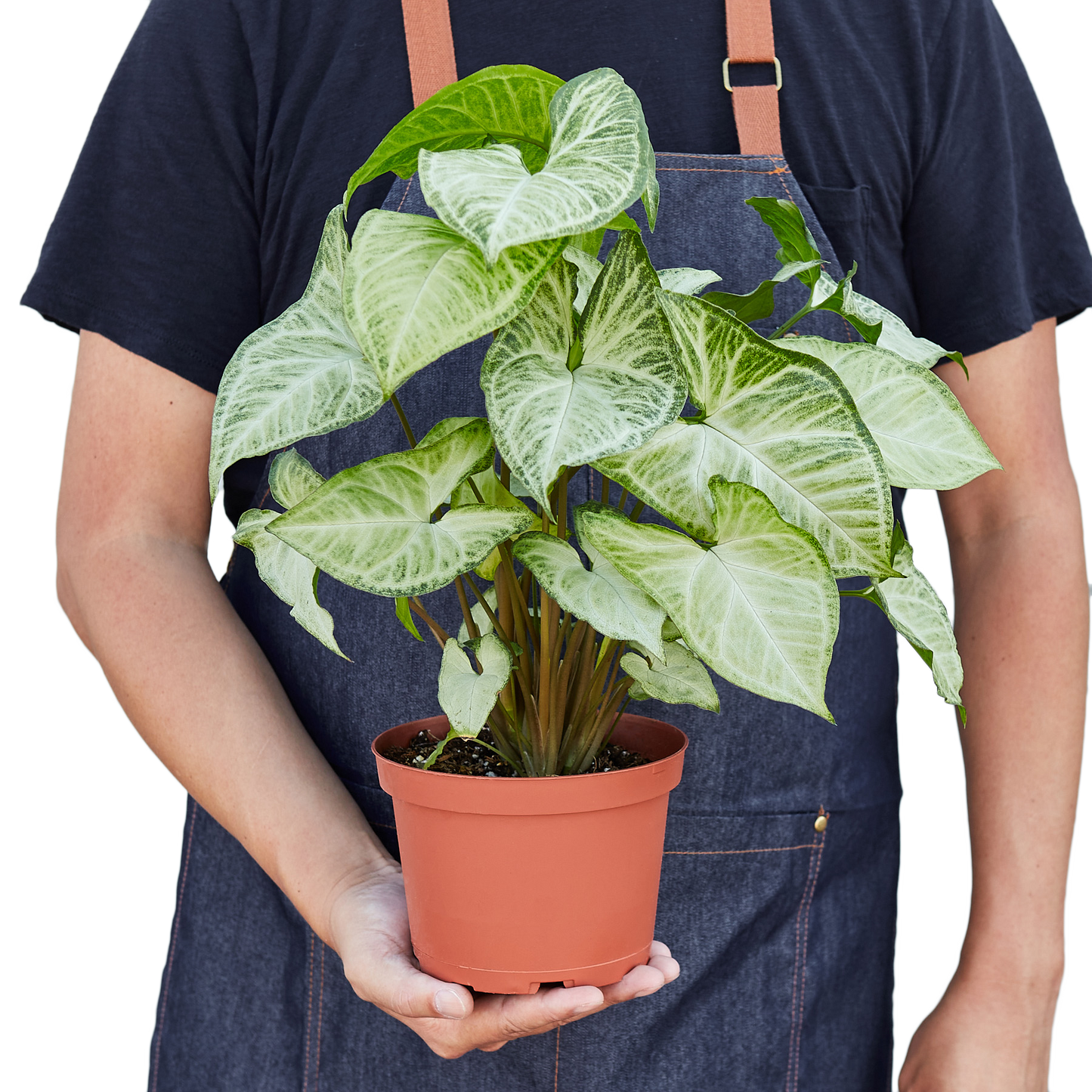 Arrowhead plant 'White Butterfly'