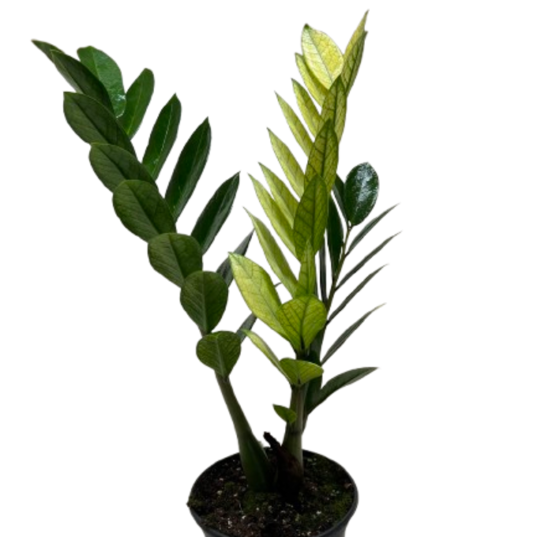 Zz plant 'Akebono'
