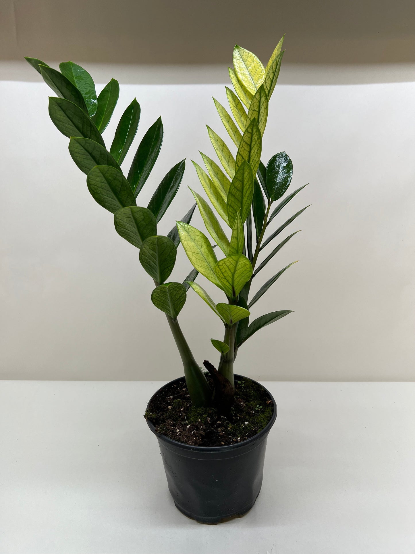 Zz plant 'Akebono'