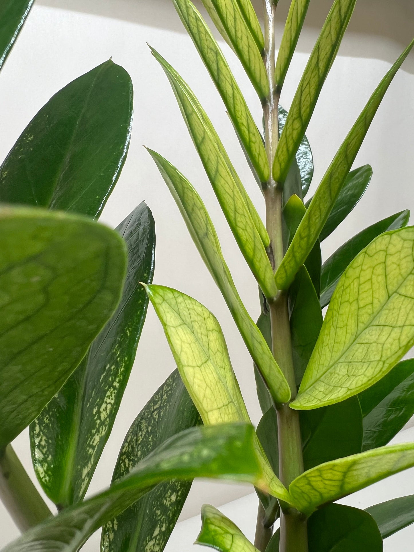 albo zz plant Zz plant 'Akebono' – Planta