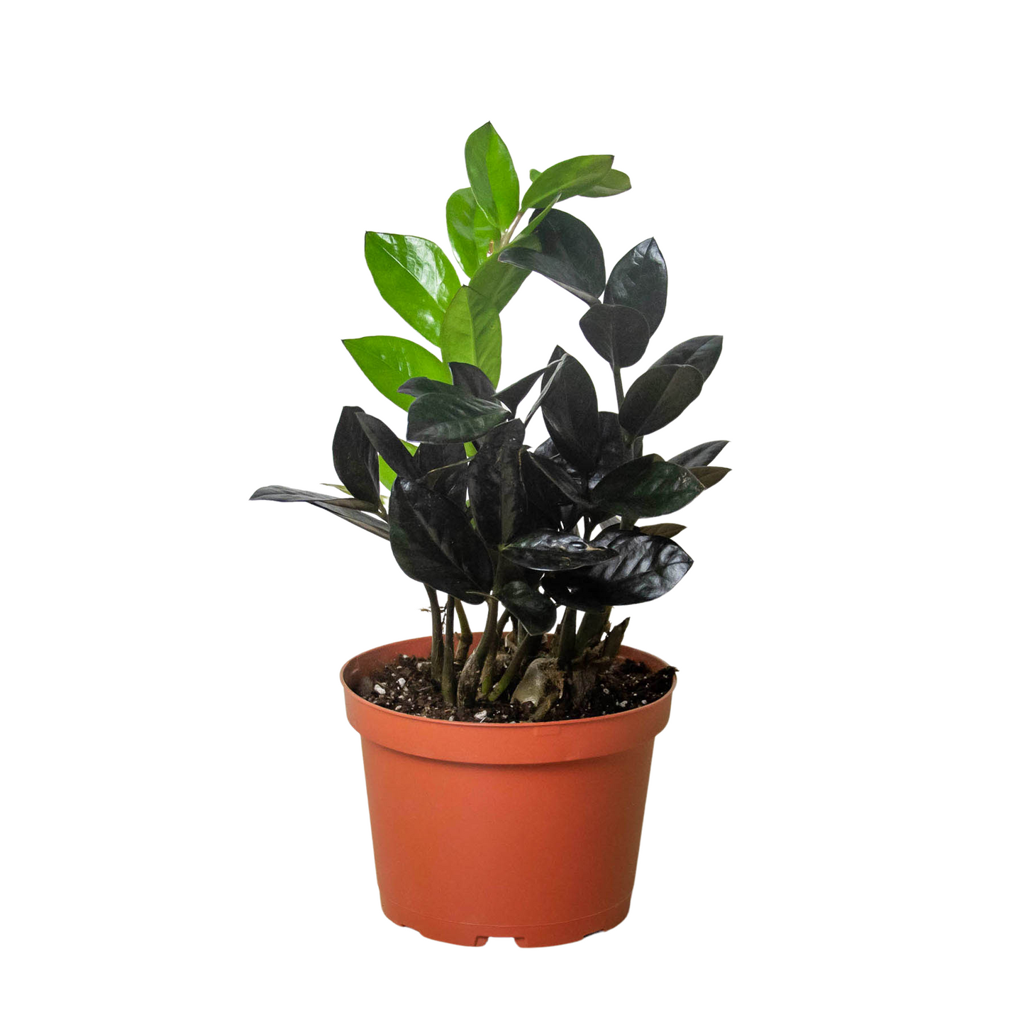 Zz plant 'Dowon'