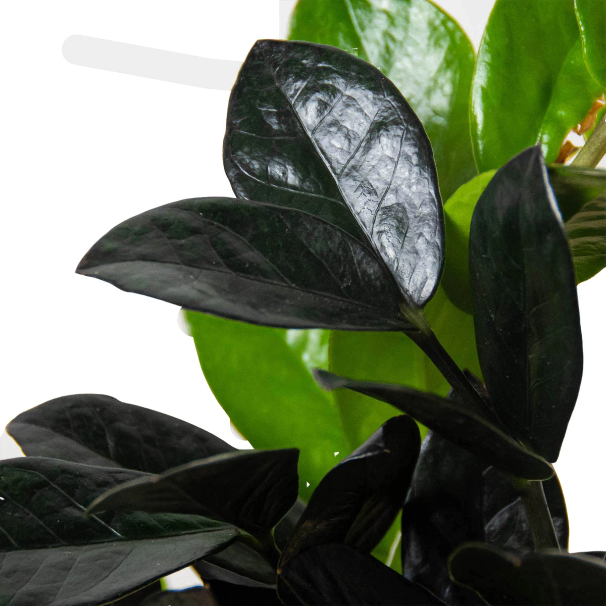 Zz plant 'Dowon'