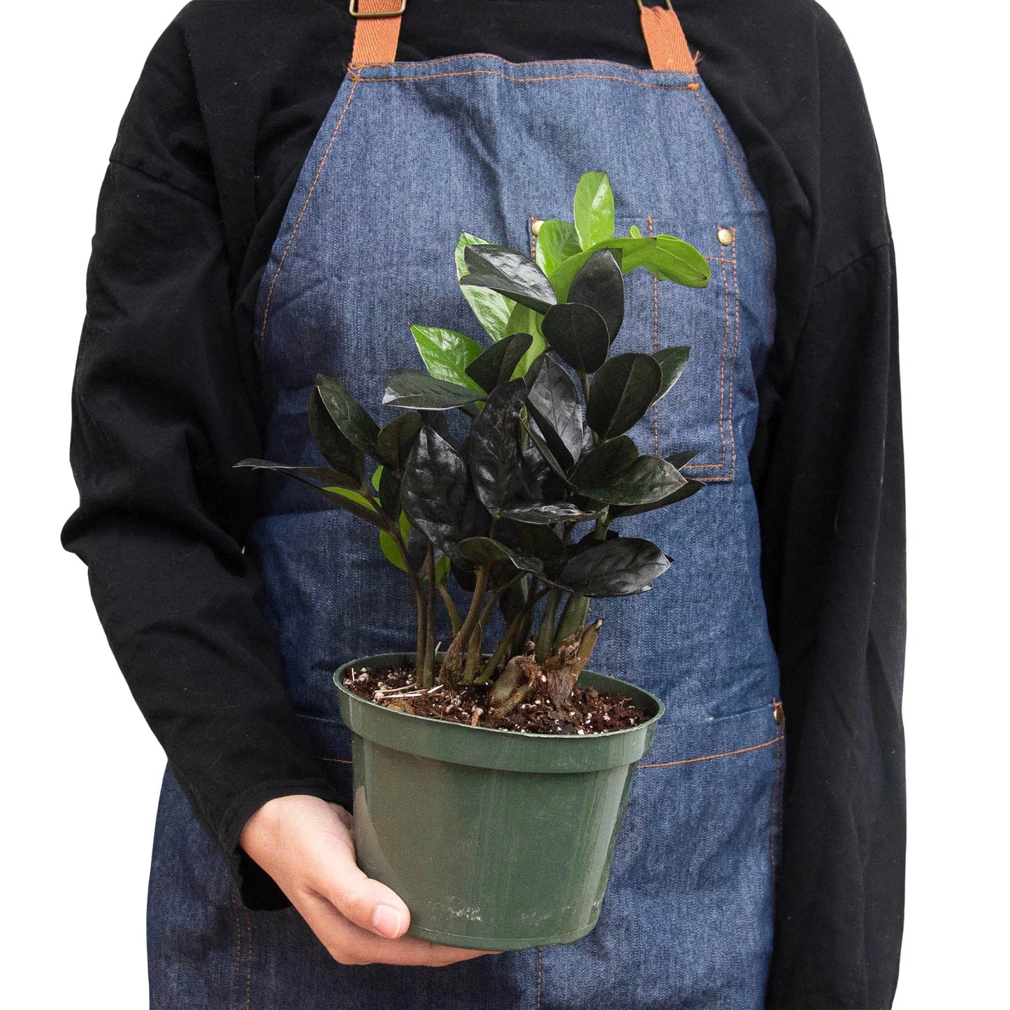 Zz plant 'Dowon'