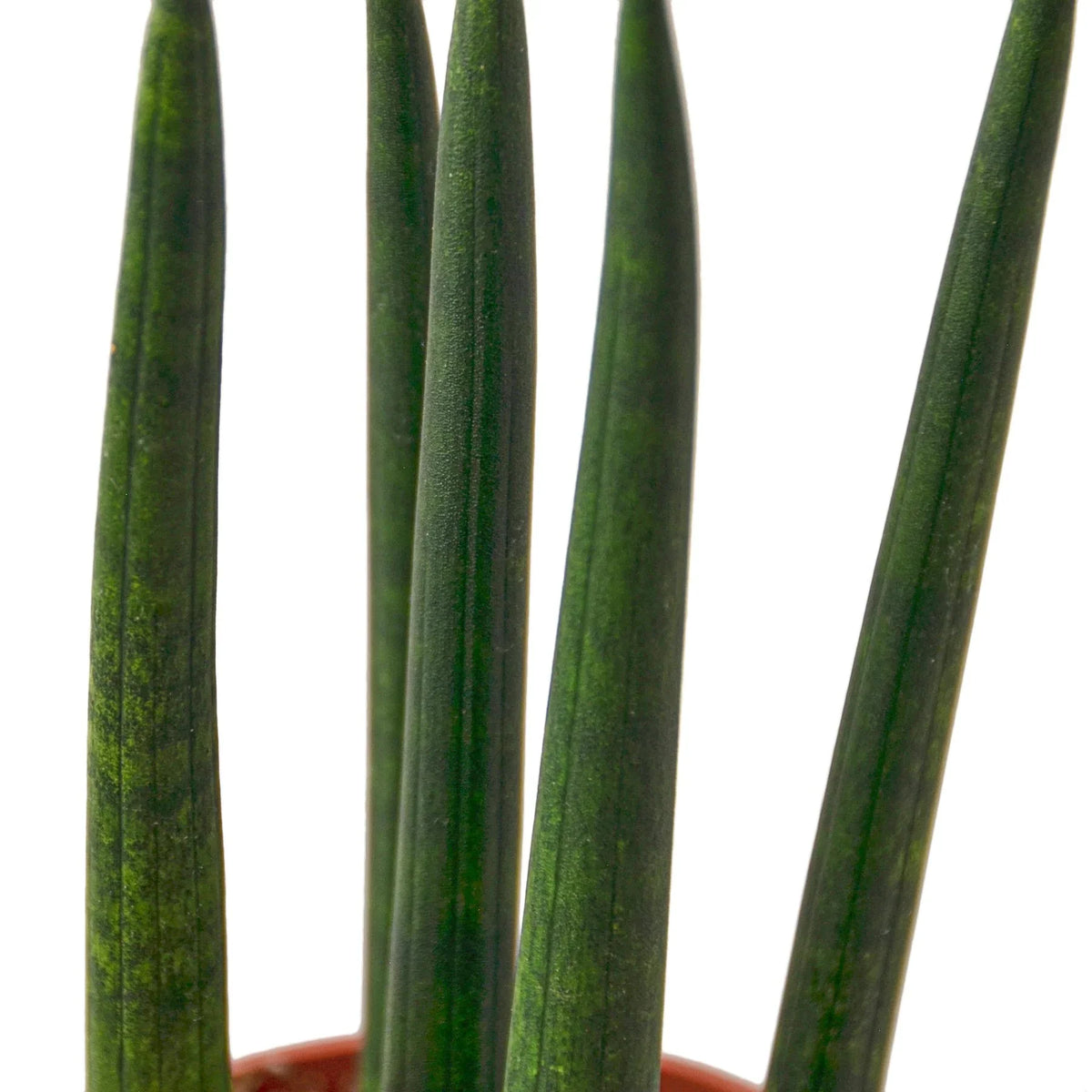Cylinder Snake Plant