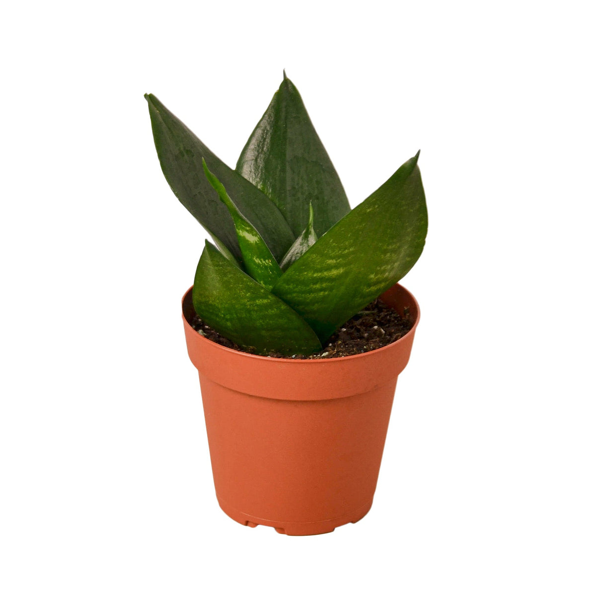 Snake Plant 'Hahnii jade'