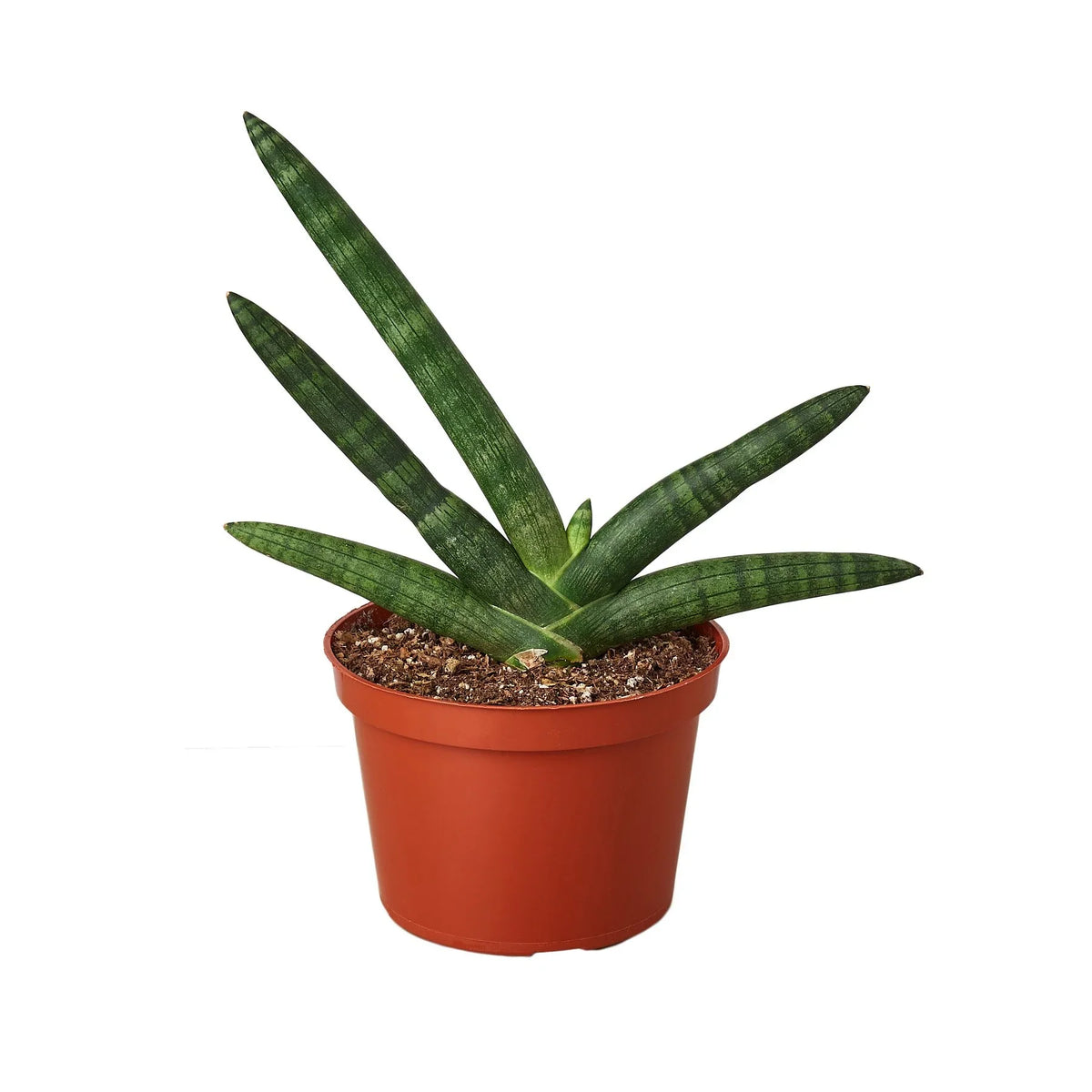 Snake plant 'Starfish'