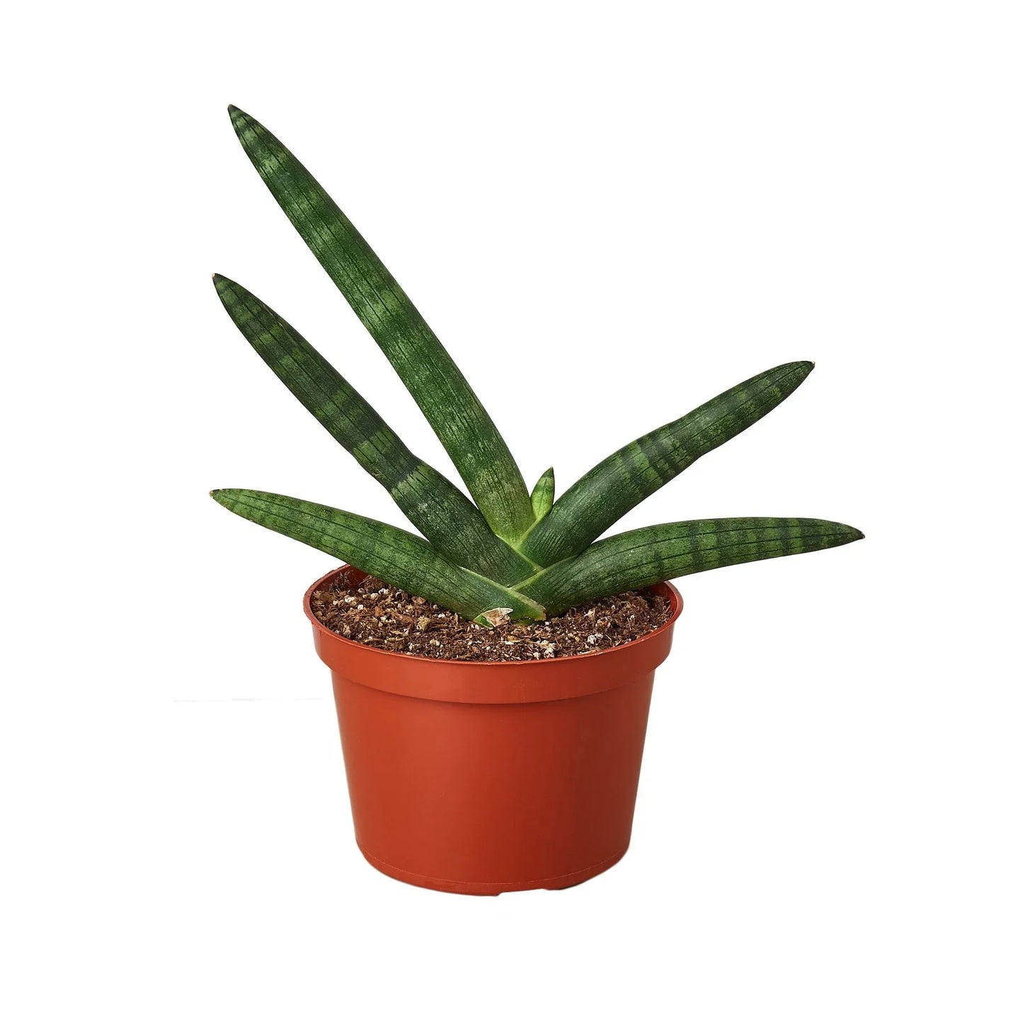 Snake plant 'Starfish'