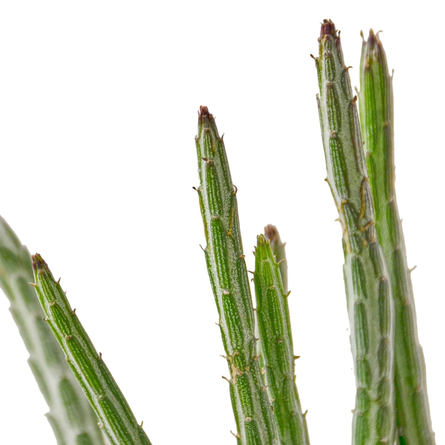 Pickle Plant