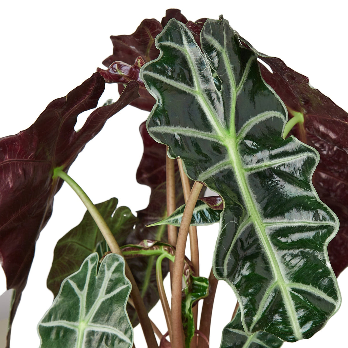 Amazonian Elephant's Ear 'Polly'