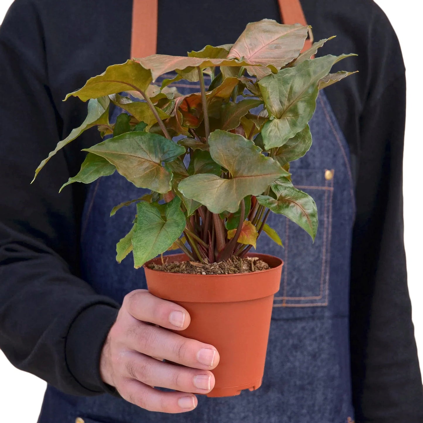 Arrowhead plant 'Merry'