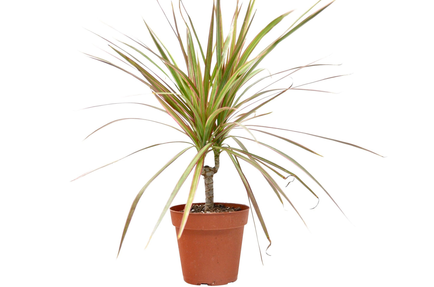 Dragon Tree 'Tricolor'
