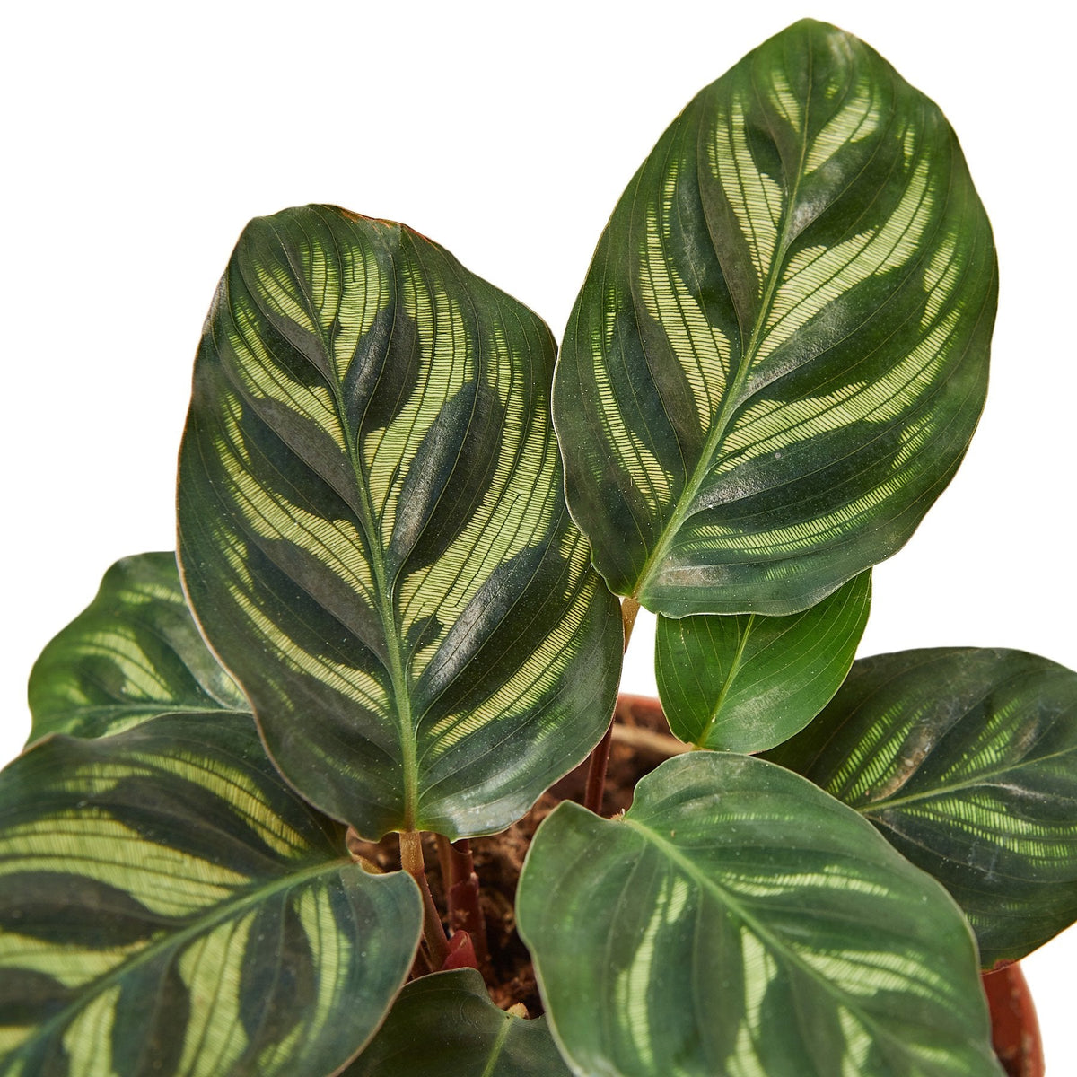 Peacock Plant