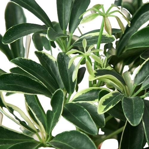 Umbrella Tree 'Moondrop'