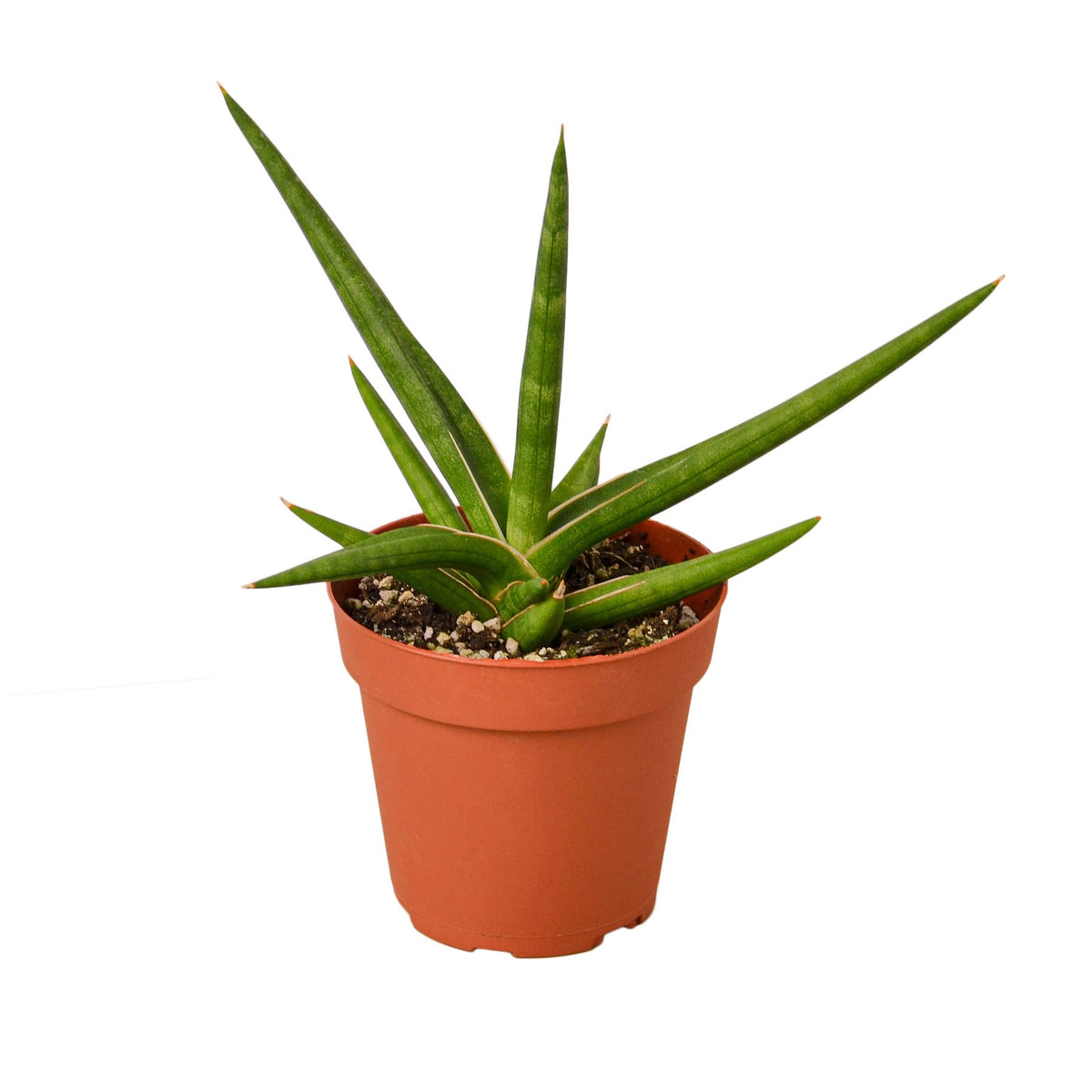 Dracaena stuckyi