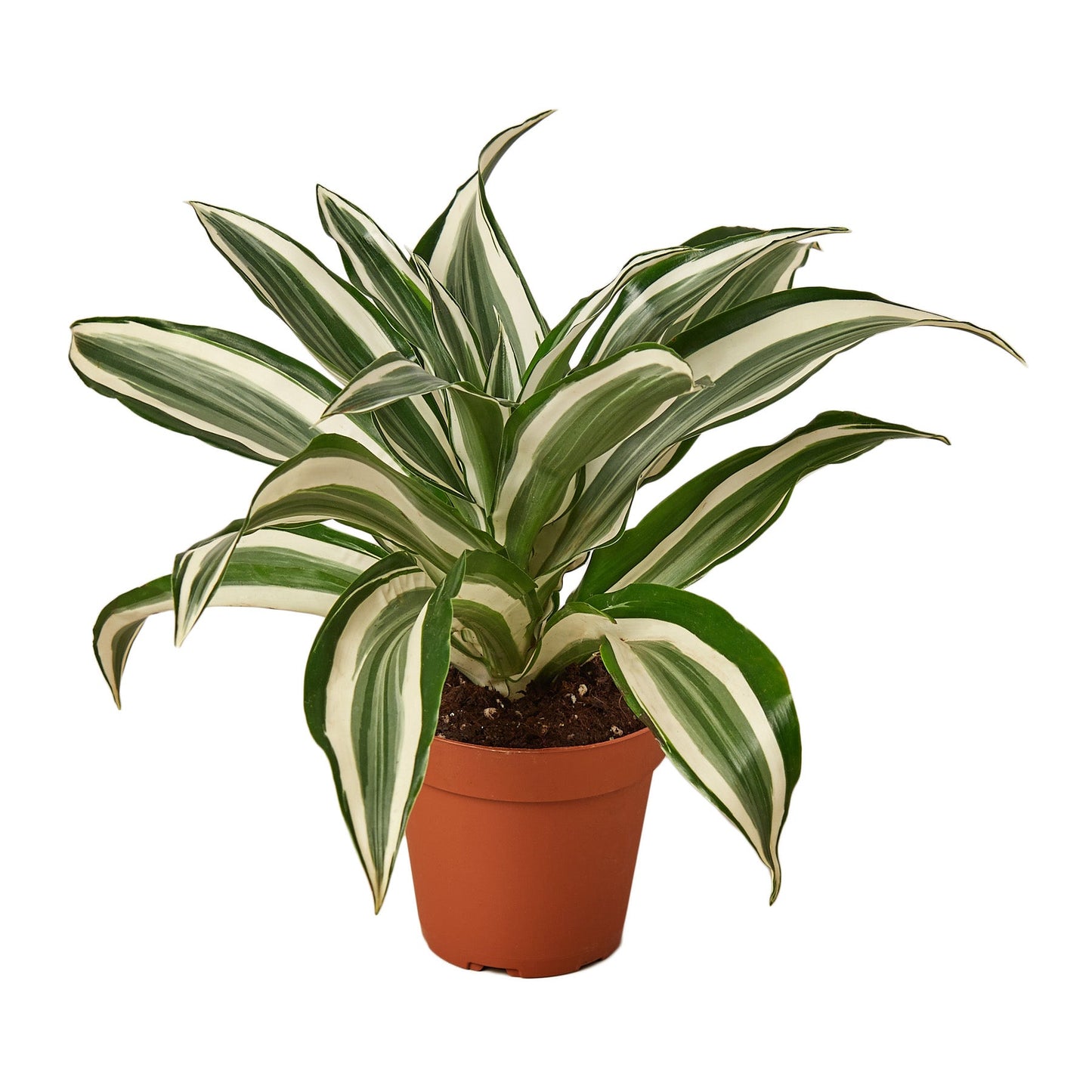 Corn plant 'White Jewel'
