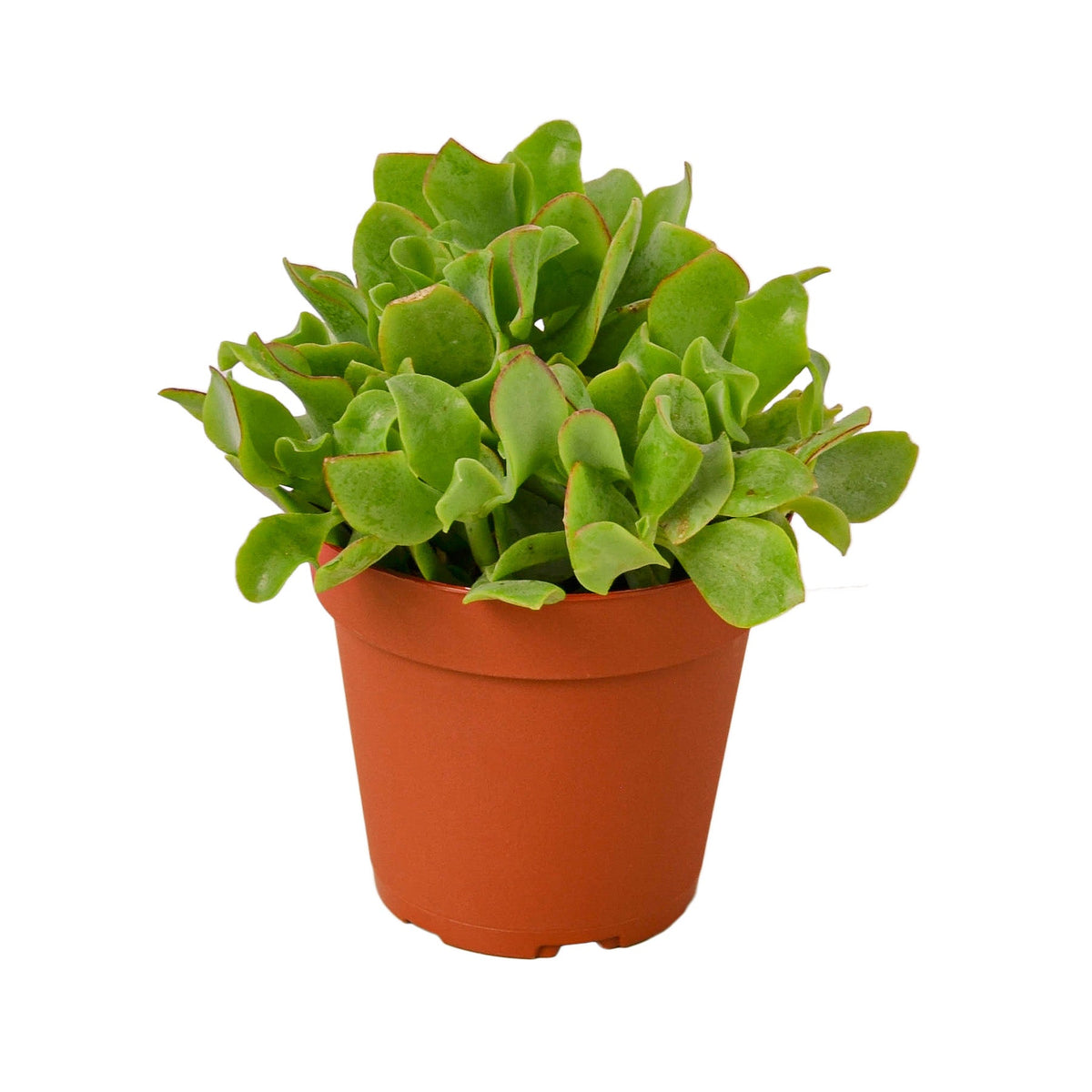 Ripple jade