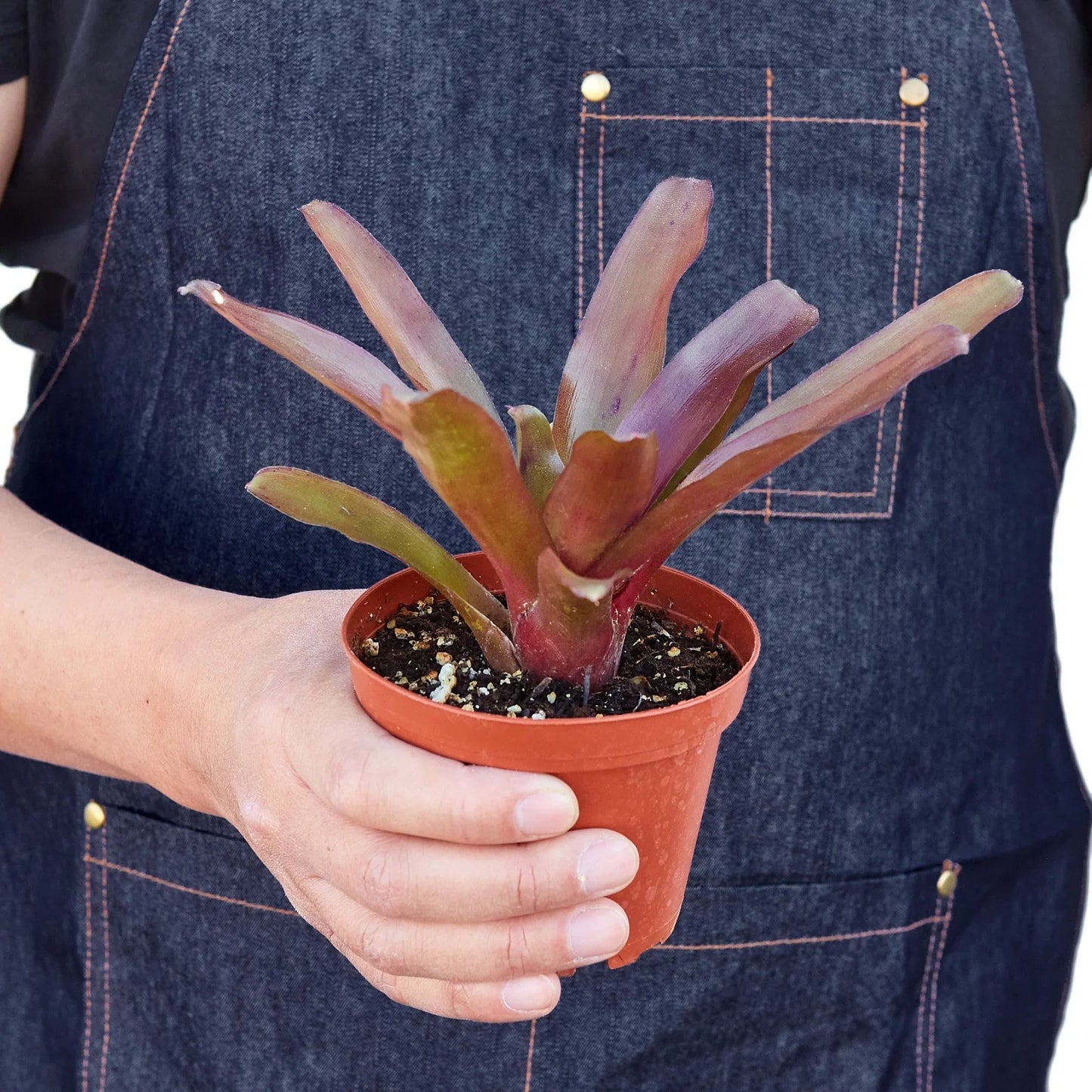 Neoregelia 'Fireball'
