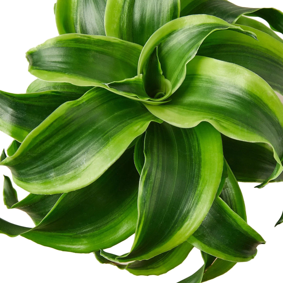 Corn Plant 'Tornado'