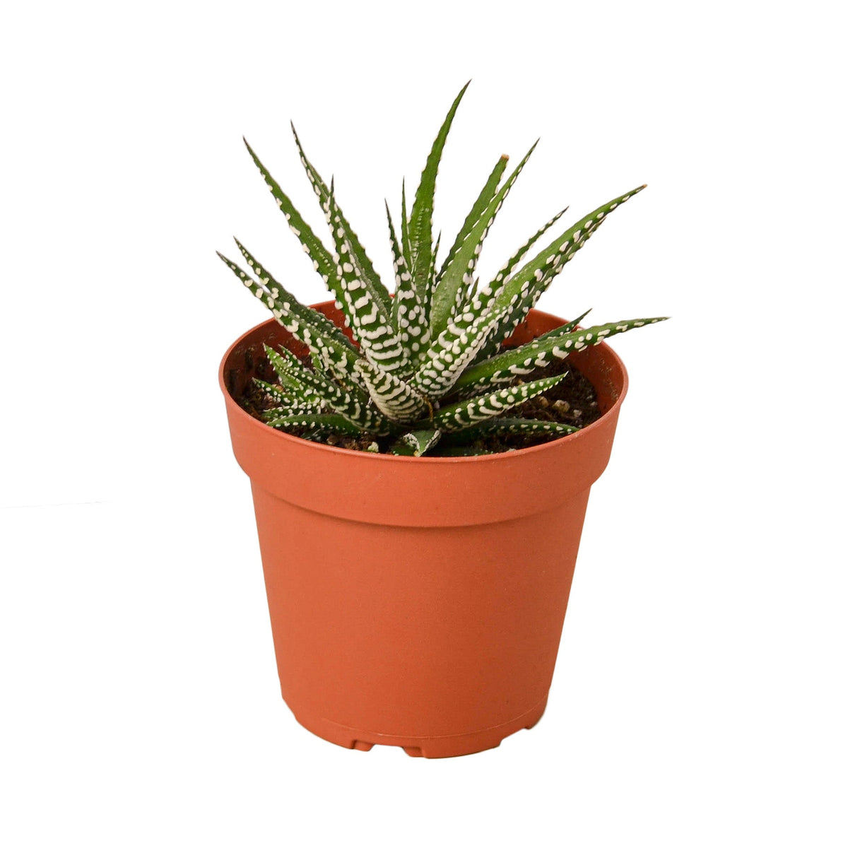 Zebra Haworthia