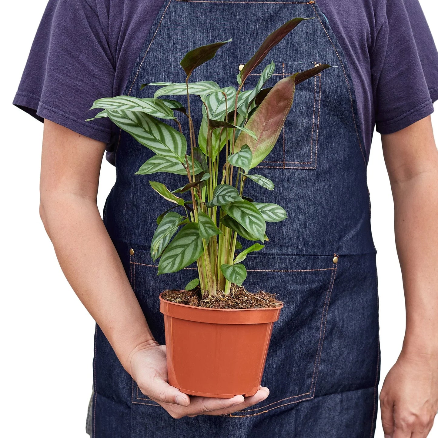 Never Never Plant 'Grey Star'