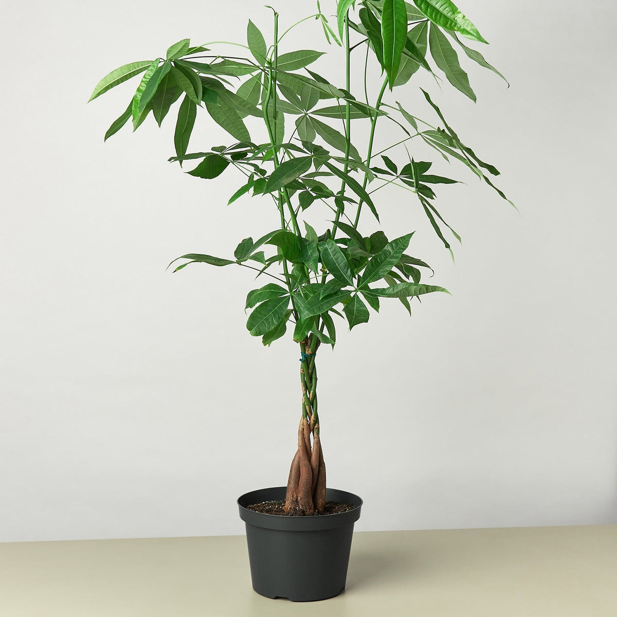 Braided Money Tree