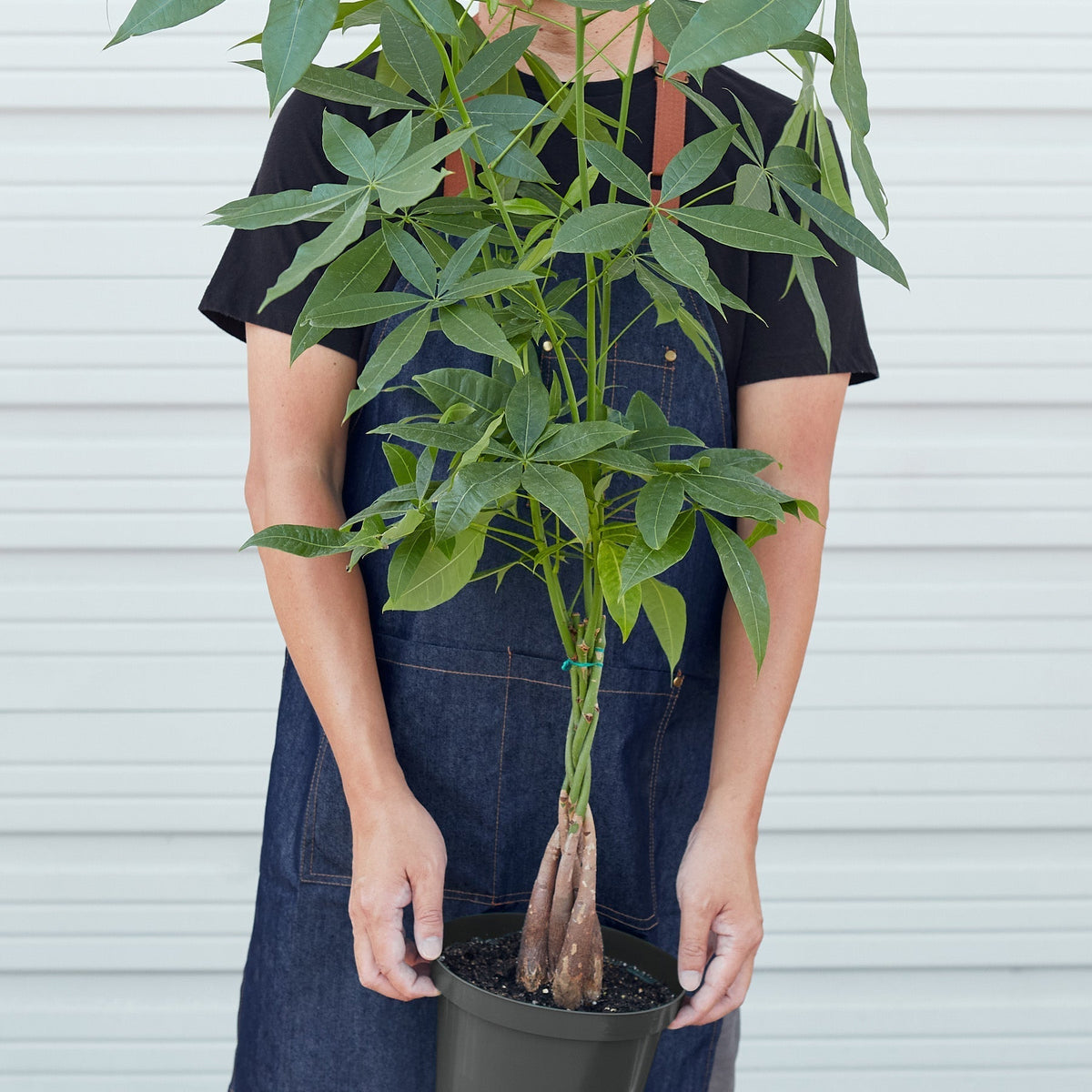 Braided Money Tree
