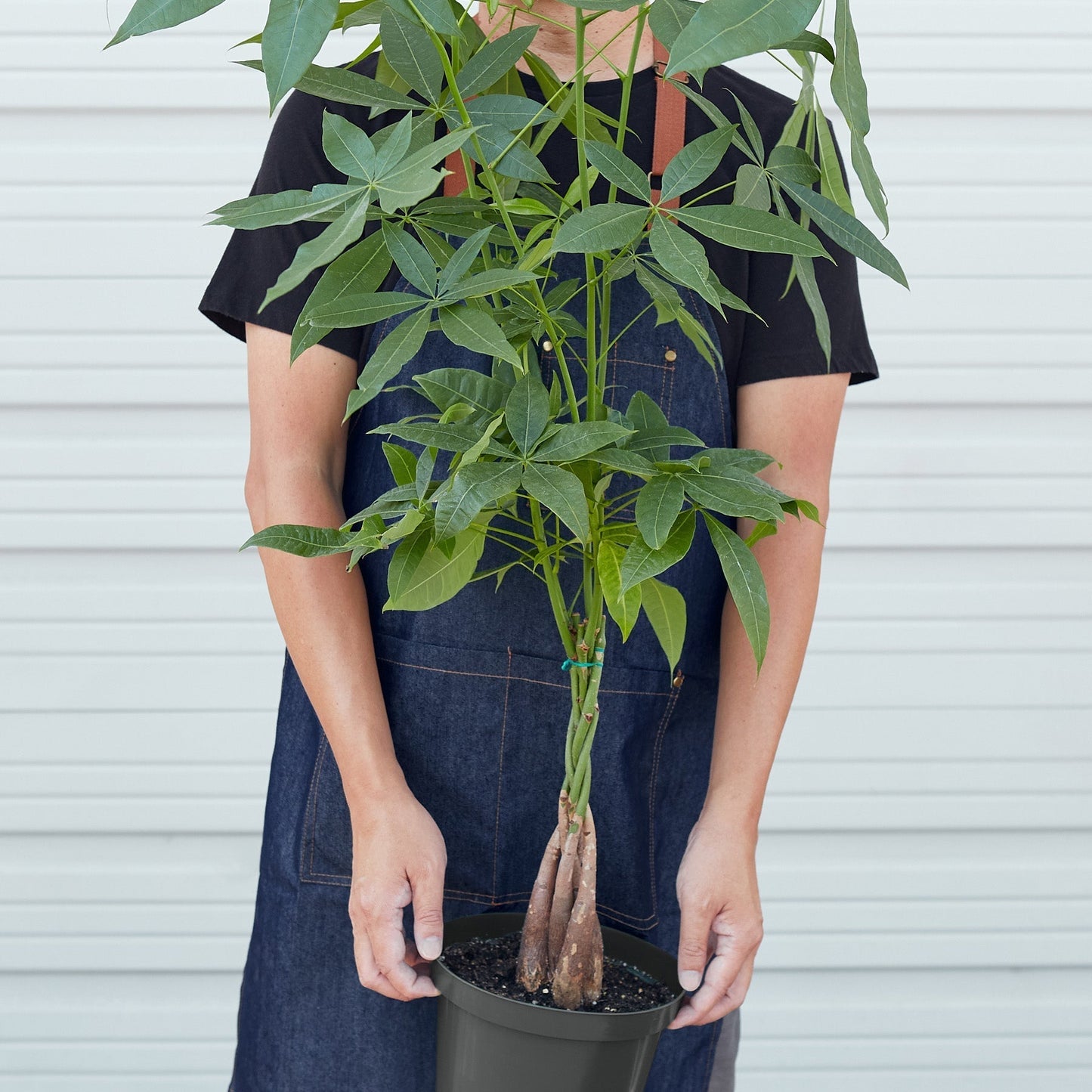 Braided Money Tree