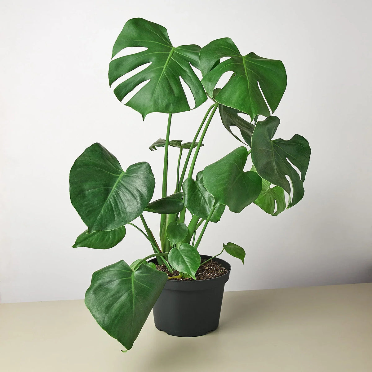 Monstera