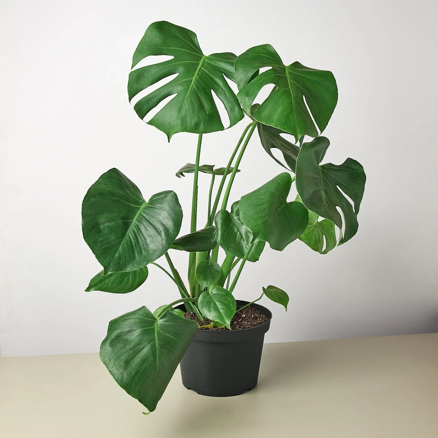 Monstera
