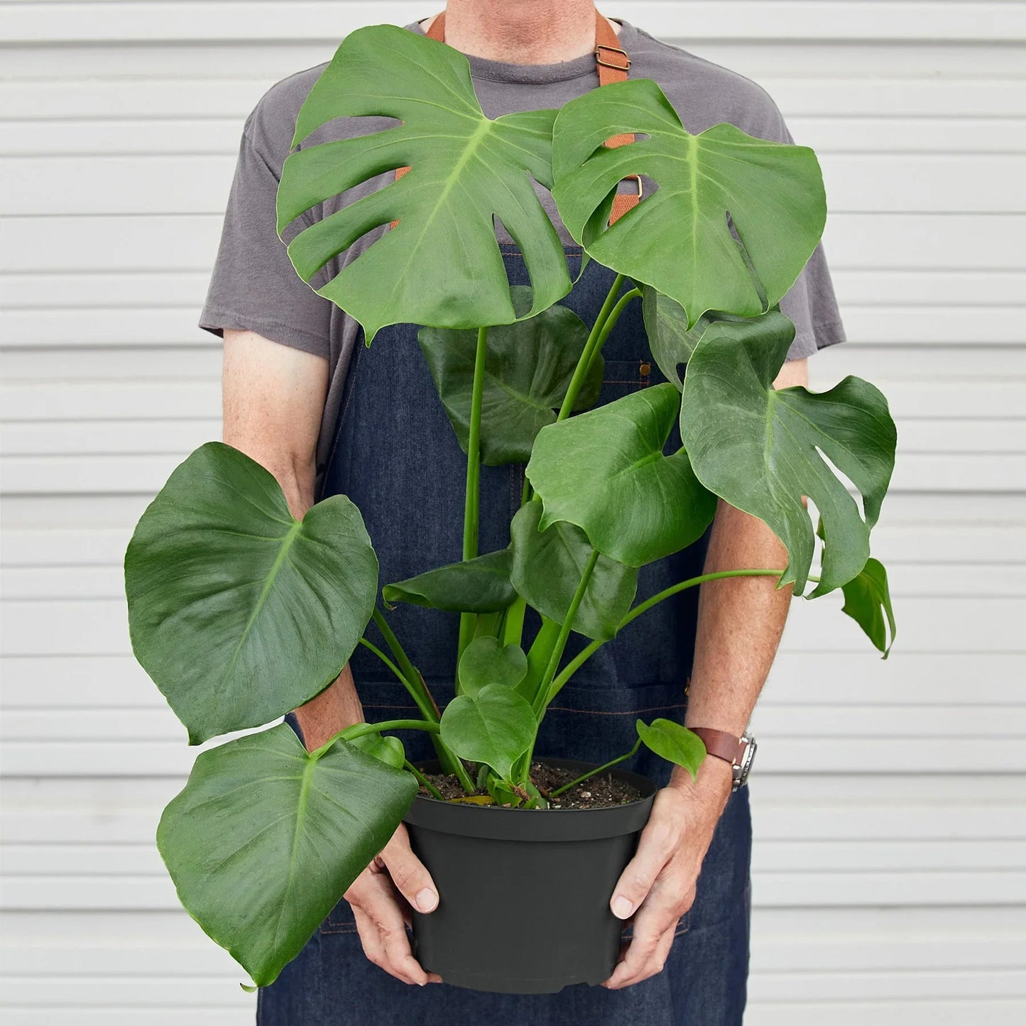 planta monstera precio Monstera – Planta