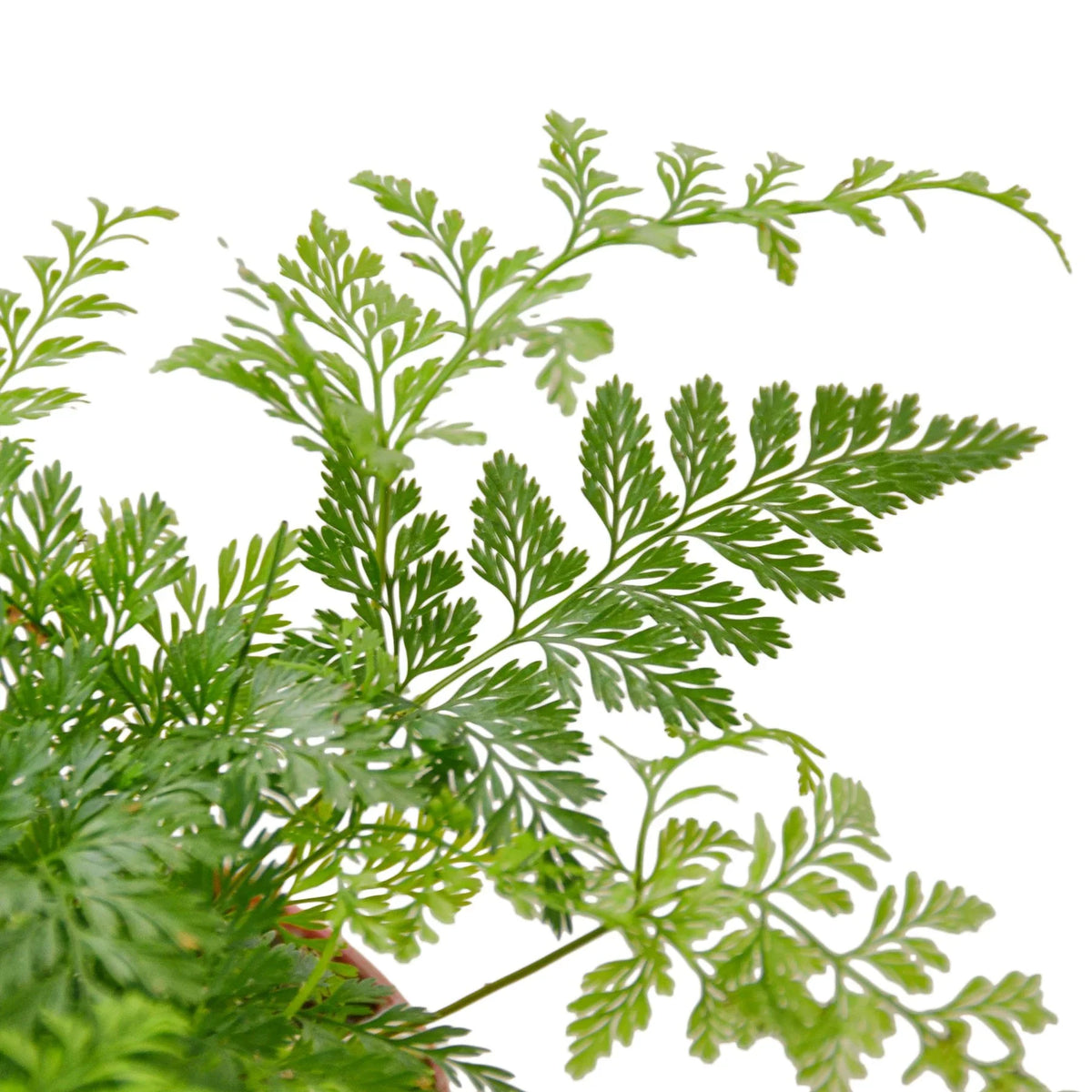 Lacy Rabbit's Foot Fern