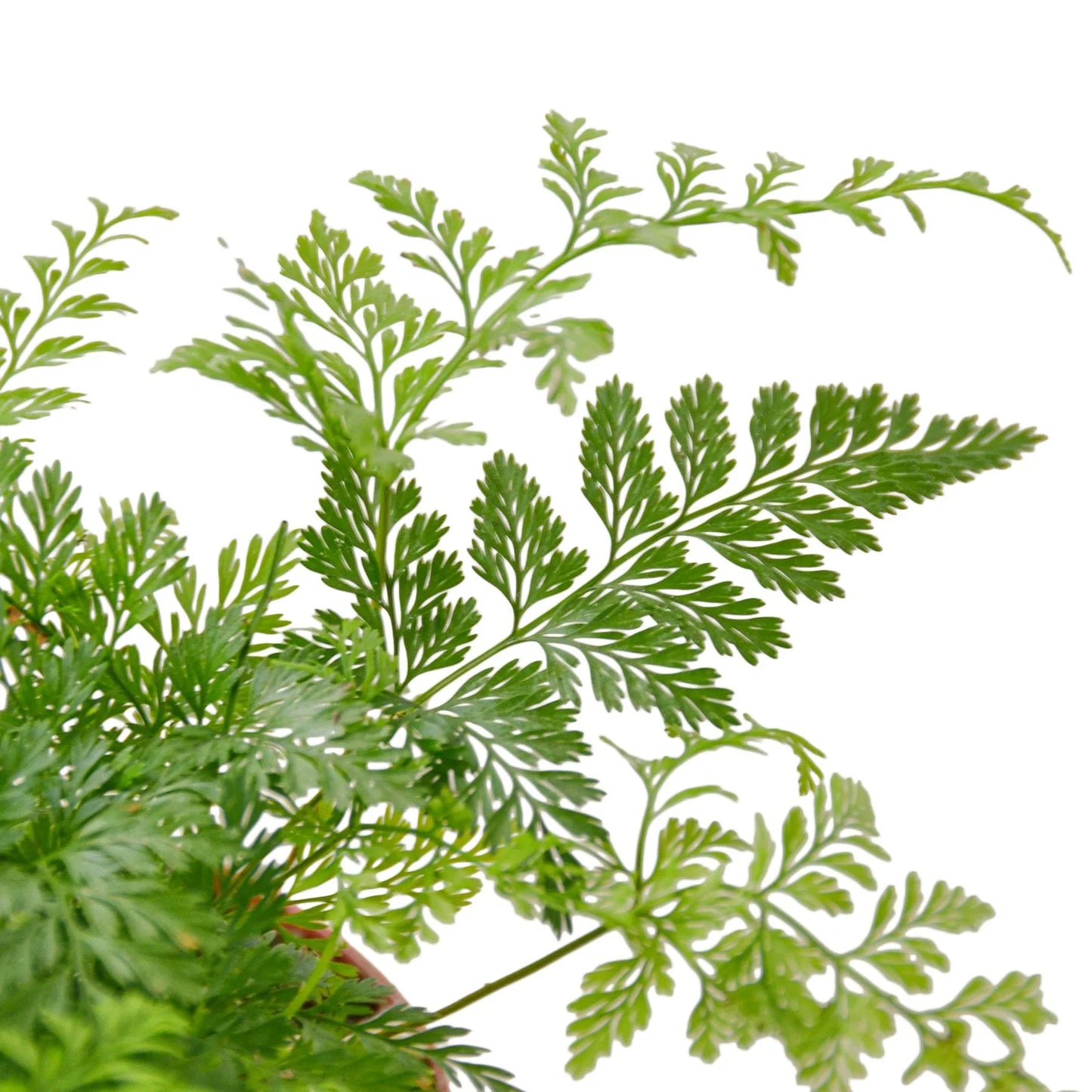 Lacy Rabbit's Foot Fern