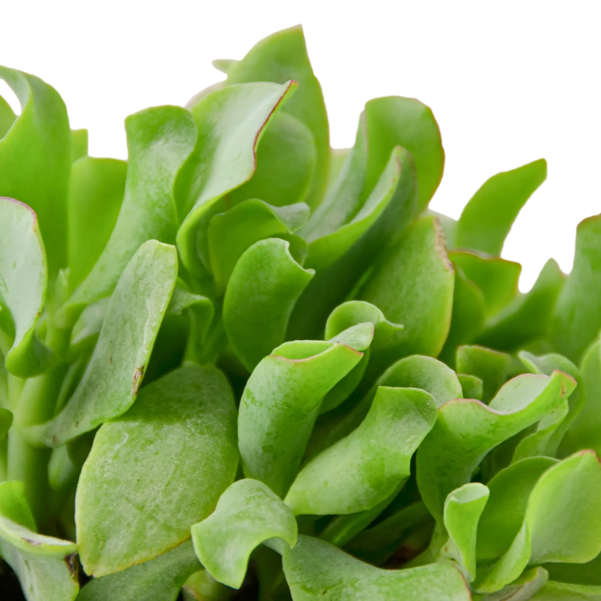 Ripple jade