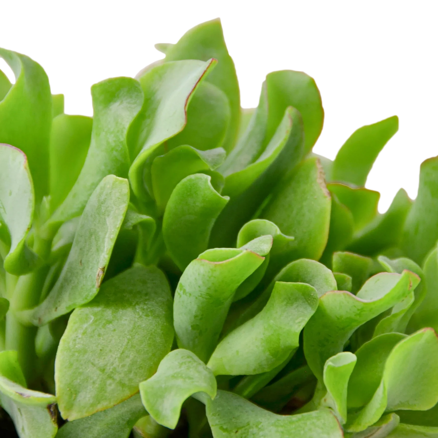 Ripple jade