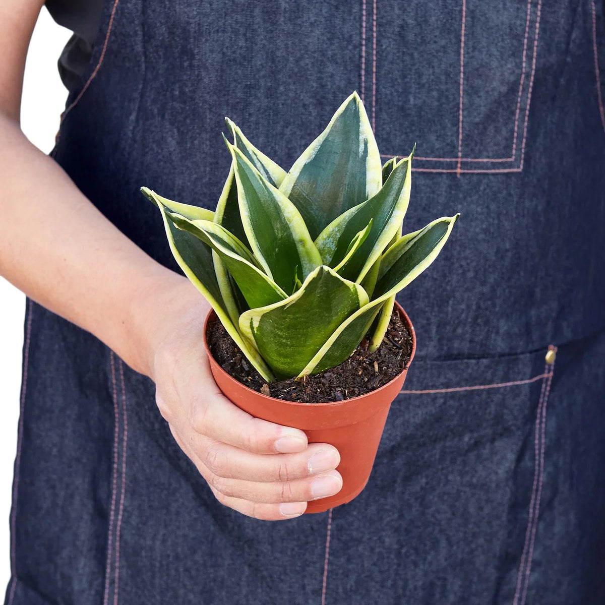 Snake Plant 'Black Gold'