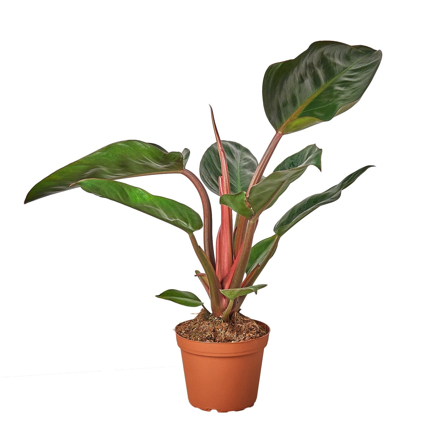 Philodendron 'Rojo Congo'