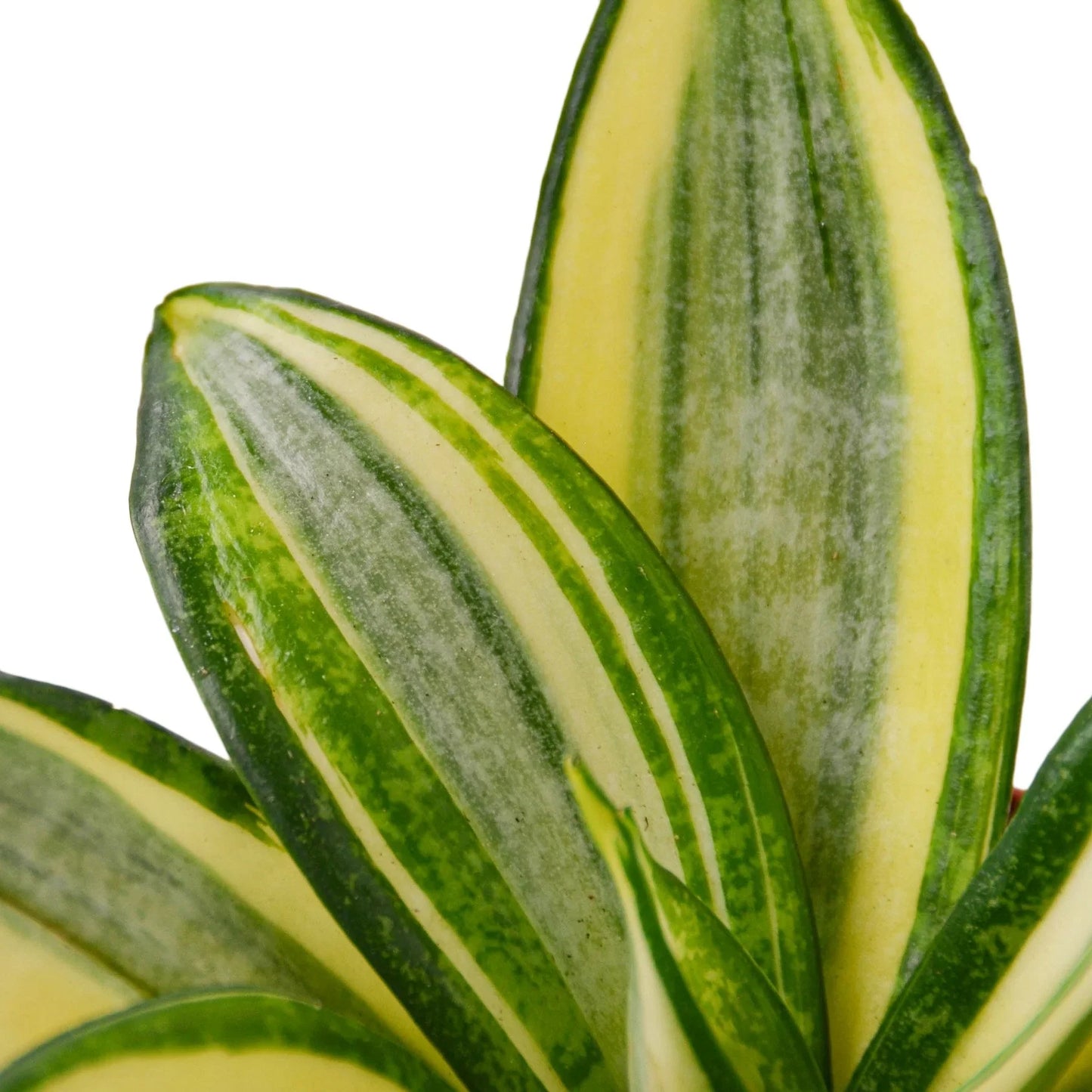 Snake Plant 'Golden hahnii'